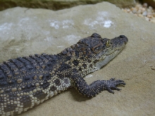 PorosusXSiamese