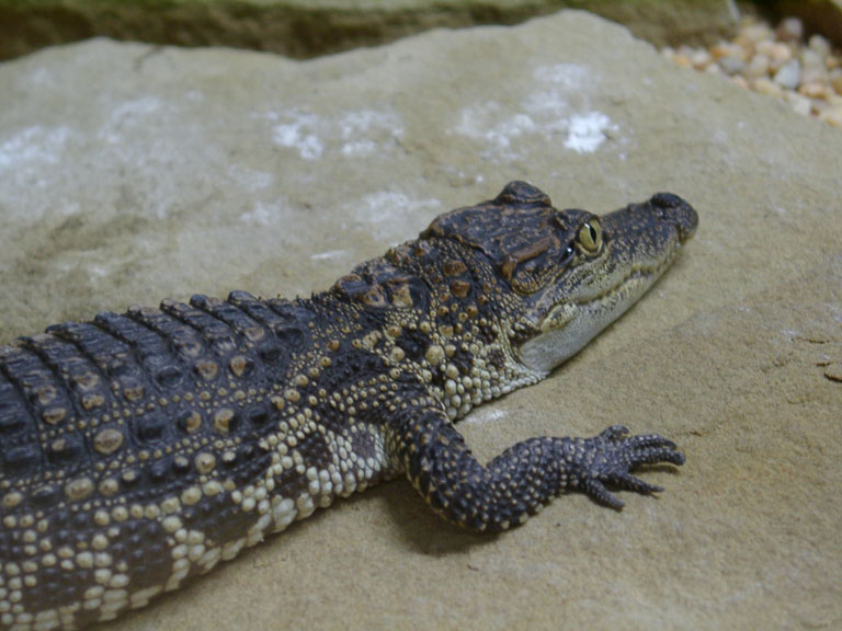 PorosusXSiamese