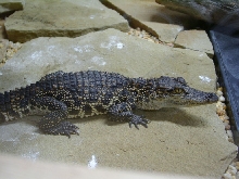 porosusXSiamese