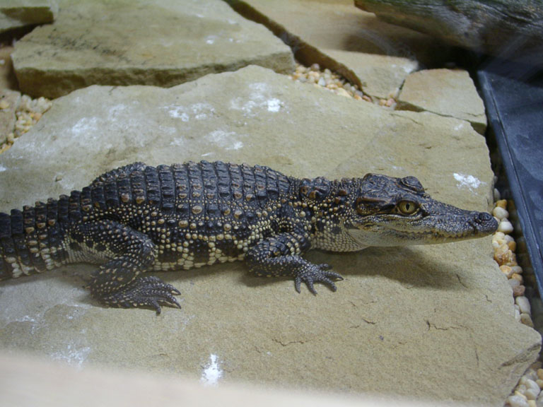 porosusXSiamese