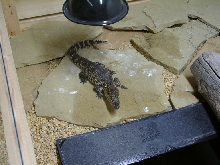 porosusXSiamese