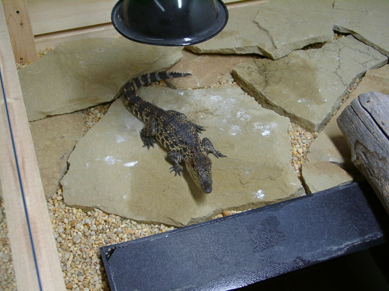 porosusXSiamese