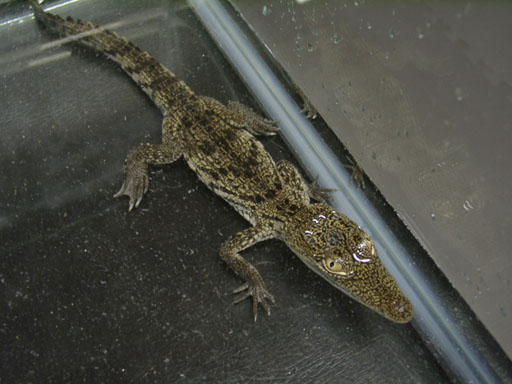 Siamese X Nile hybird