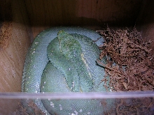 In the box
