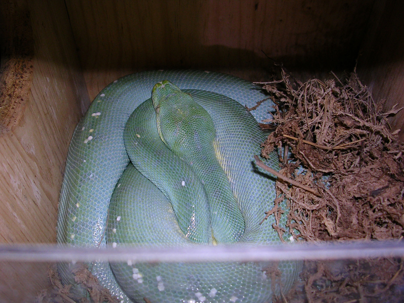 In the box