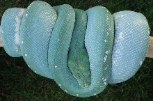 Twilight (ontogenic blue)