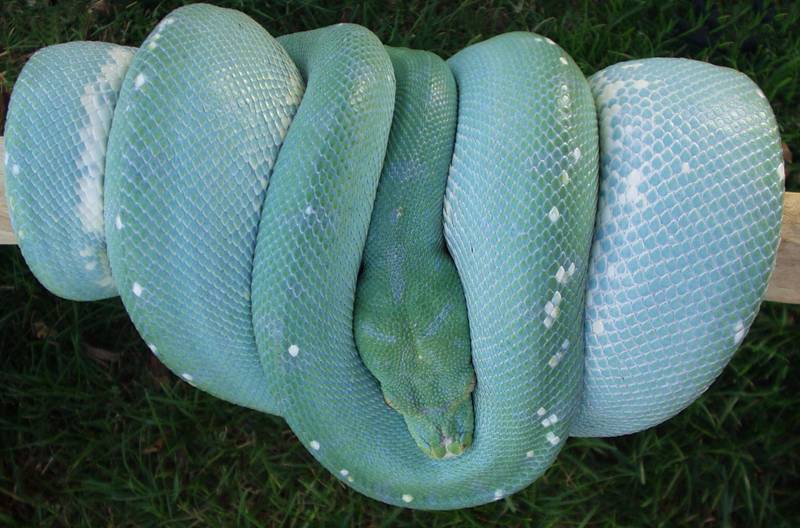 Twilight (ontogenic blue)