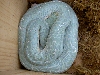 Twilight (hormonal blue)