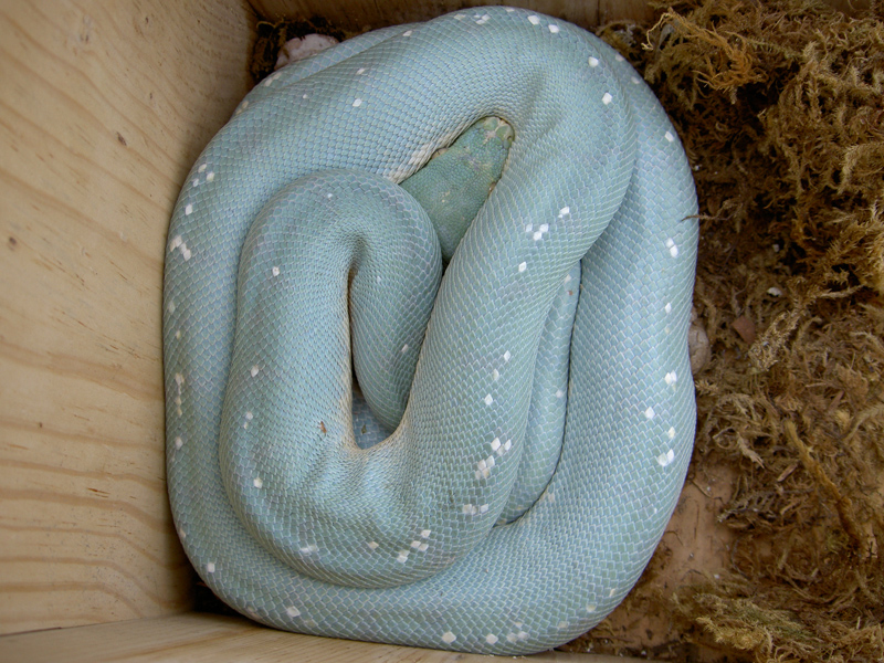 Twilight (hormonal blue)