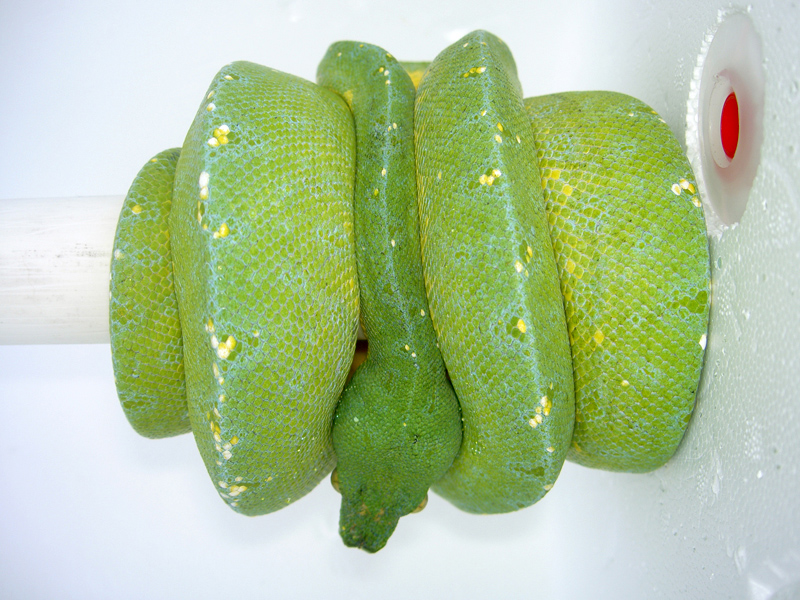 New male LTC (2)