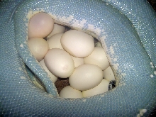 Twilight laying eggs