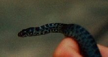 Blue Racer