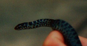 Blue Racer