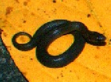 Smooth Earth Snake