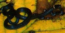 southern ring neck snake