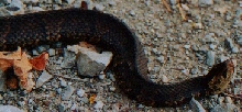 western cottonmouth