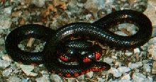 western mud snake