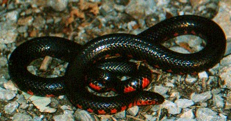 western mud snake