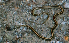western ribbon snake