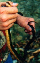Yellowbelly Water Snake