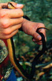 Yellowbelly Water Snake