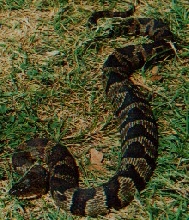 Banded Water Snake