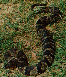 Banded Water Snake