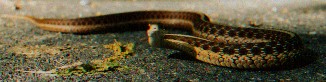 Eastern Garter Snake