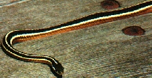 Eastern Ribbon Snake