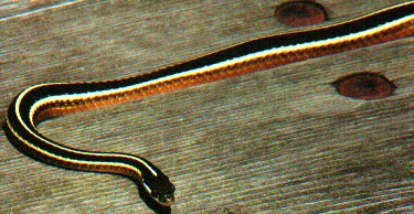 Eastern Ribbon Snake