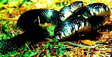 Kingsnake