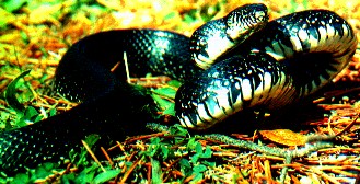 Kingsnake