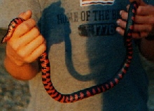 Mud Snake