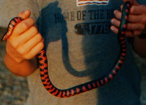 Mud Snake