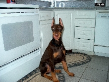 4 mos.