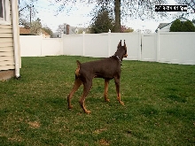 7 months 71lbs