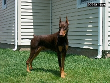 Chino 8 months