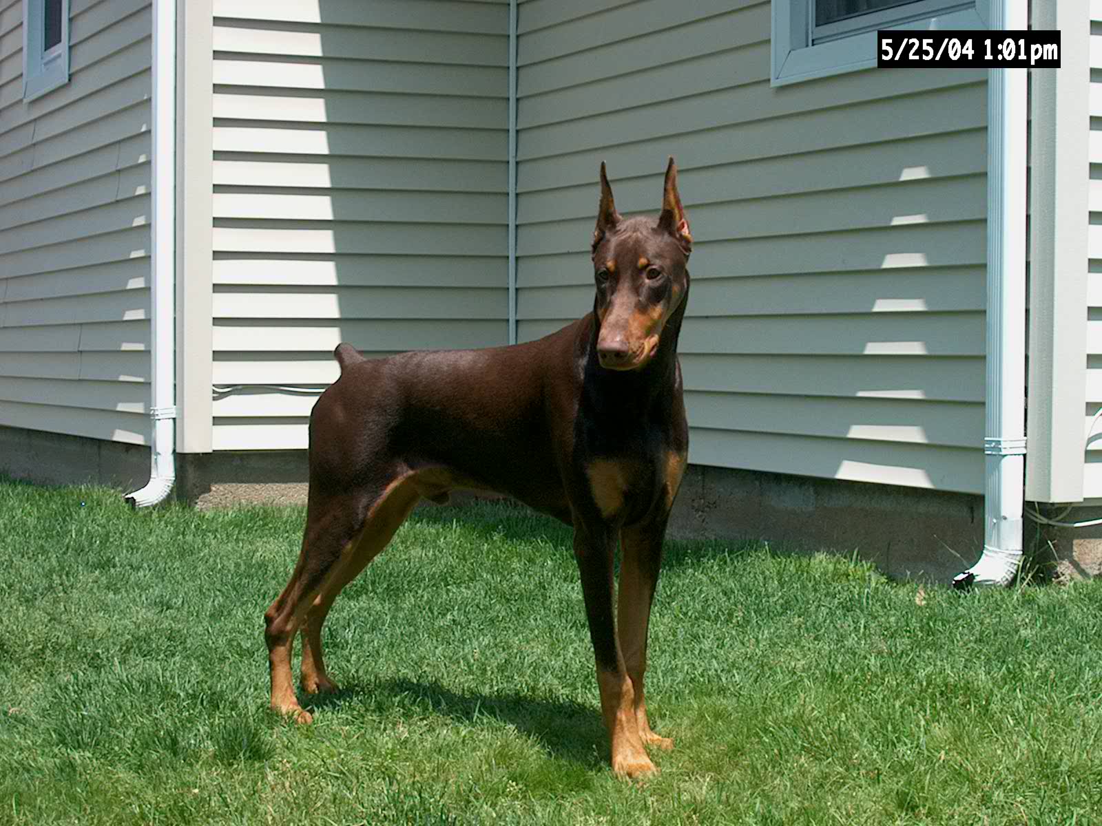 Chino 8 months