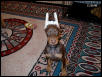 chino@ 9weeks