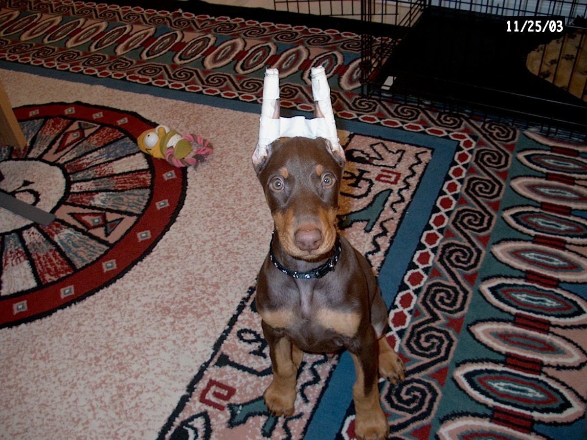 chino@ 9weeks