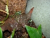 2 Dendrobates Auratus