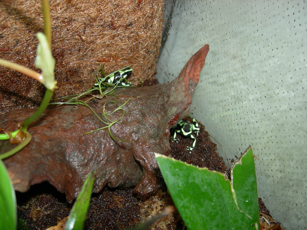2 Dendrobates Auratus