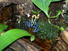 Dendrobate Tinctorius Suriname Cobalt