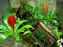 18inch Viv