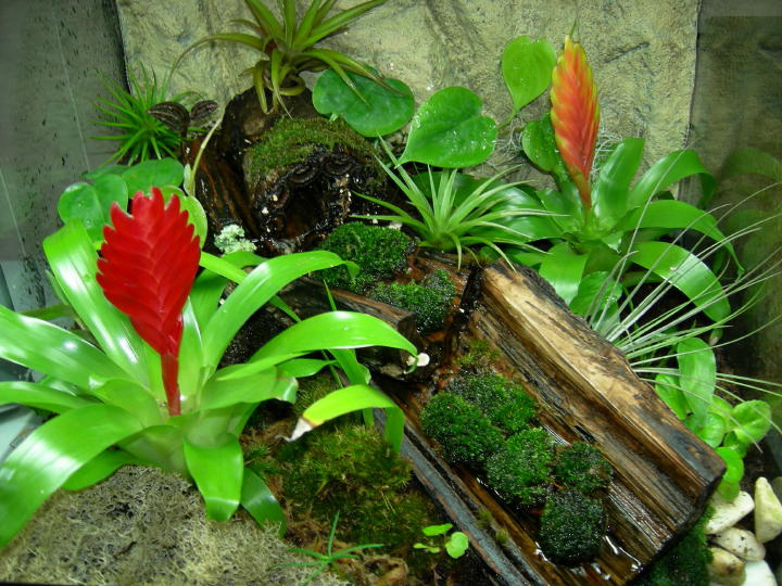 18inch Viv