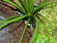 Hiding Out Auratus