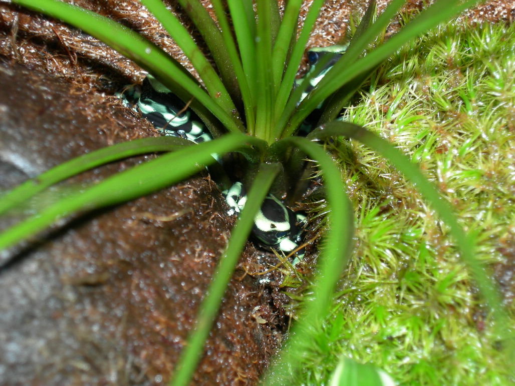 Hiding Out Auratus