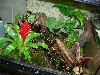 Cobalt Tinc Viv