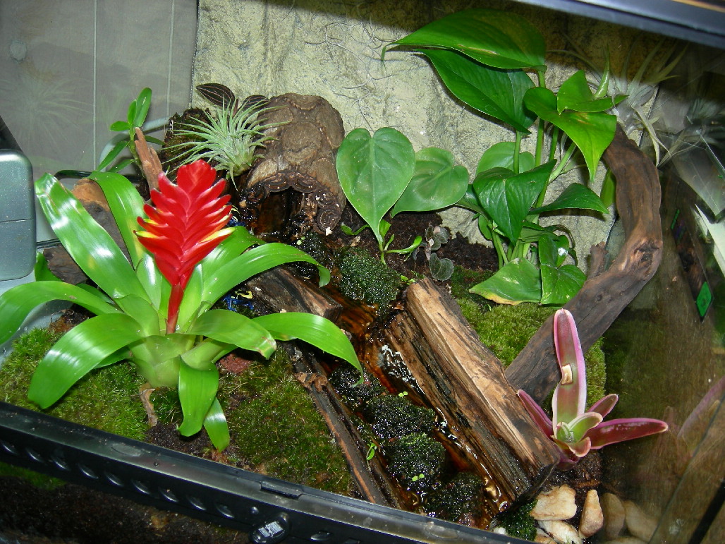 Cobalt Tinc Viv