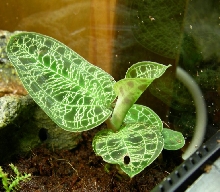 Jewel Orchid